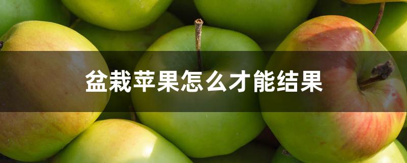 盆栽苹果怎么才能结果 盆栽苹果怎么才能结果