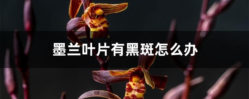 墨兰叶片有黑斑怎么办 墨兰叶片有黑斑怎么办