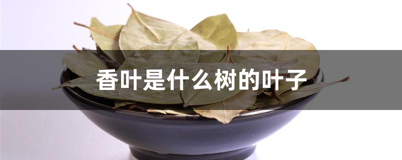 香叶是什么树的叶子 香叶是什么树的叶子