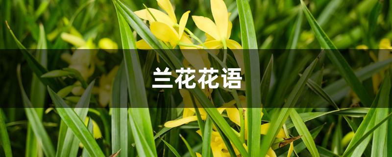 兰花花语 兰花花语