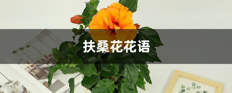 扶桑花花语 扶桑花花语