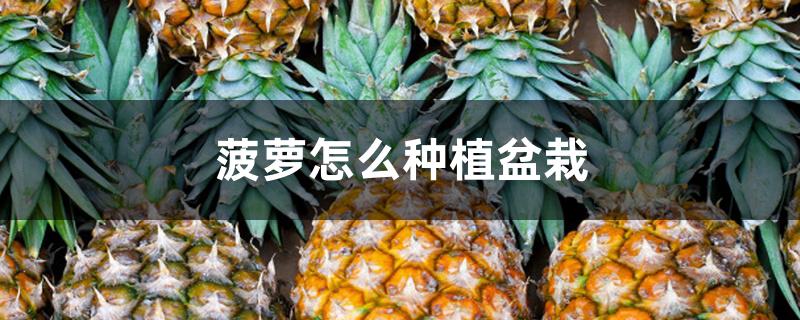 菠萝怎么种植盆栽 菠萝怎么种植盆栽