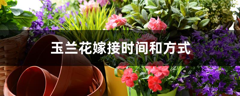 玉兰花嫁接时间和方式 玉兰花嫁接时间和方式