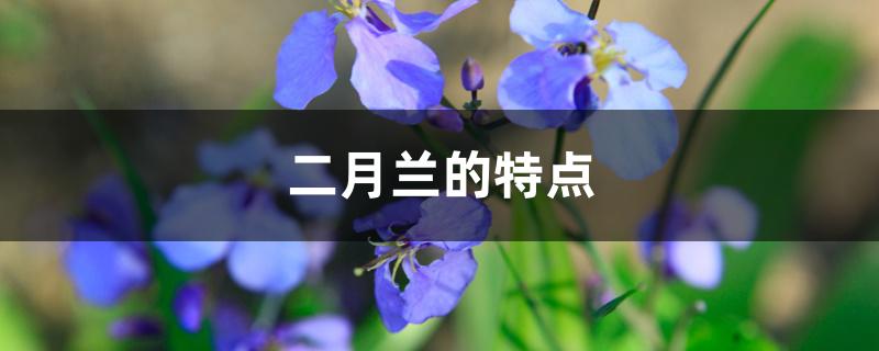二月兰的特点 二月兰的特点