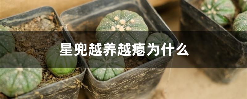 星兜越养越瘪为什么 星兜越养越瘪为什么