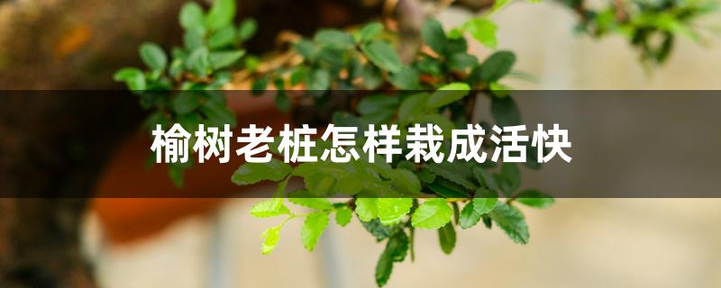 榆树老桩怎样栽成活快 榆树老桩怎样栽成活快