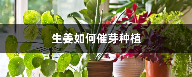 生姜如何催芽种植 生姜如何催芽种植