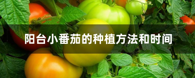 阳台小番茄的种植方法和时间 阳台小番茄的种植方法和时间