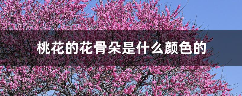 桃花的花骨朵是什么颜色的 桃花的花骨朵是什么颜色的