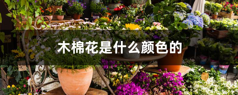 木棉花是什么颜色的 木棉花是什么颜色的
