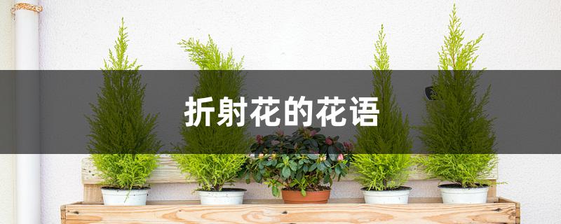 折射花的花语 折射花的花语