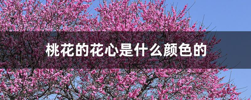桃花的花心是什么颜色的 桃花的花心是什么颜色的