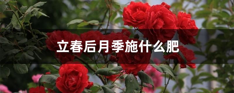 立春后月季施什么肥 立春后月季施什么肥