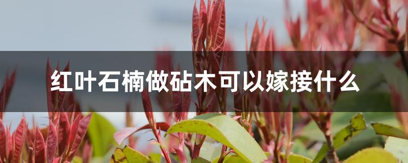 红叶石楠做砧木可以嫁接什么 红叶石楠做砧木可以嫁接什么