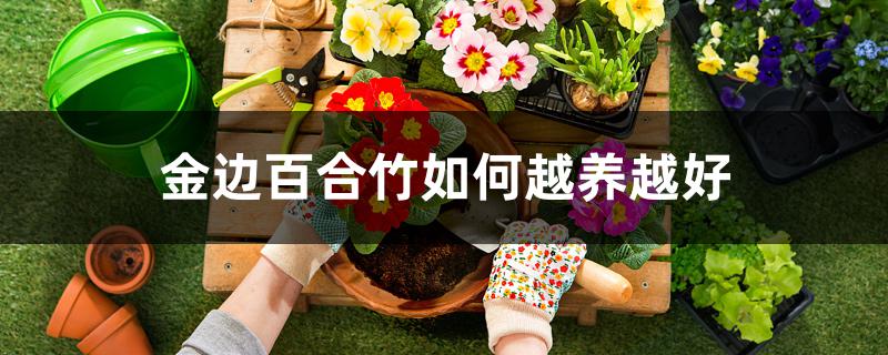 金边百合竹如何越养越好 金边百合竹如何越养越好