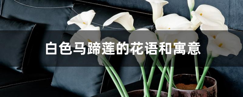 白色马蹄莲的花语和寓意 白色马蹄莲的花语和寓意