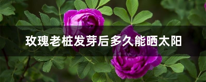 玫瑰老桩发芽后多久能晒太阳 玫瑰老桩发芽后多久能晒太阳