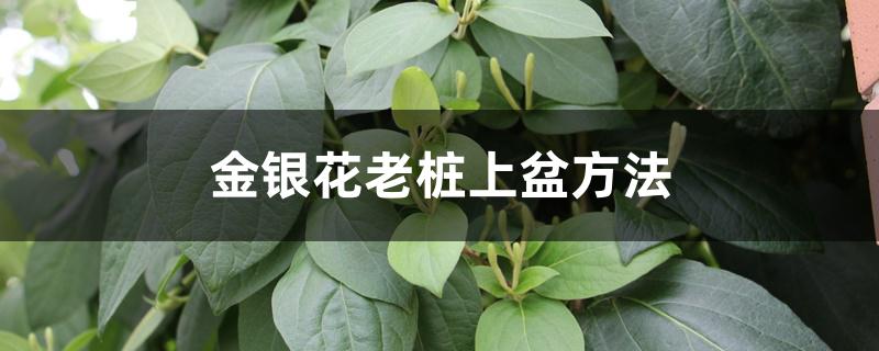 金银花老桩上盆方法 金银花老桩上盆方法