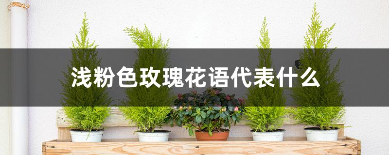 浅粉色玫瑰花语代表什么 浅粉色玫瑰花语代表什么