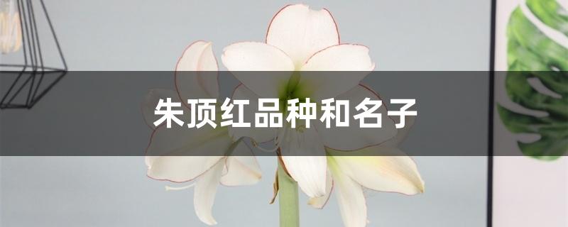 朱顶红品种和名子 朱顶红品种和名子