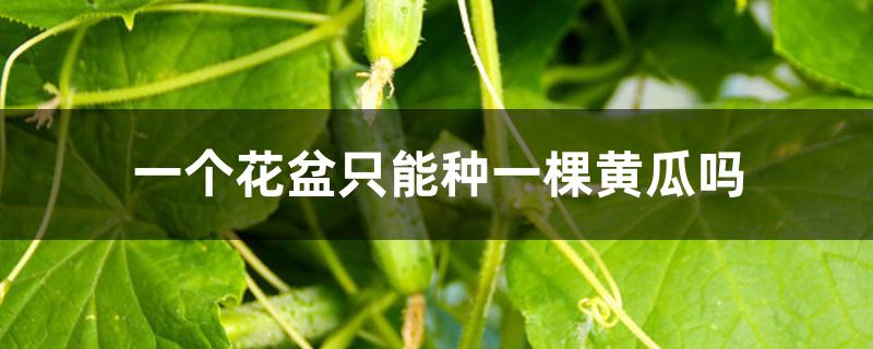 一个花盆只能种一棵黄瓜吗 一个花盆只能种一棵黄瓜吗