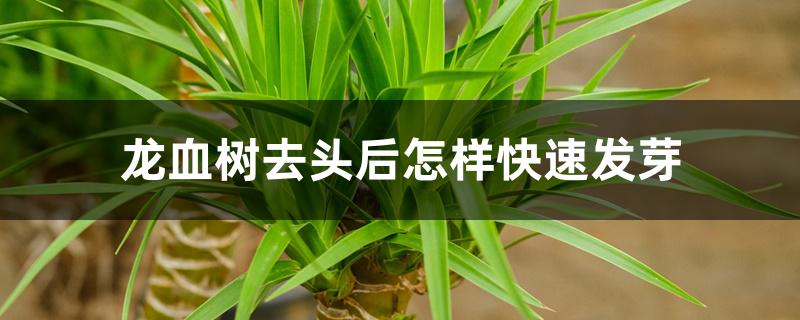 龙血树去头后怎样快速发芽 龙血树去头后怎样快速发芽
