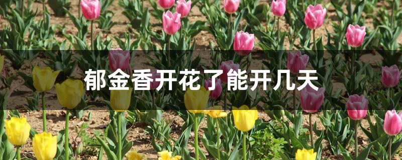 郁金香开花了能开几天 郁金香开花了能开几天