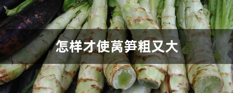 怎样才使莴笋粗又大 怎样才使莴笋粗又大