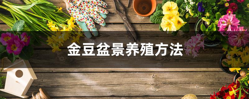金豆盆景养殖方法 金豆盆景养殖方法