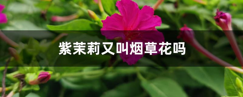 紫茉莉又叫烟草花吗 紫茉莉又叫烟草花吗