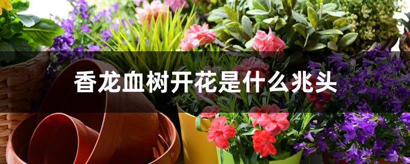 香龙血树开花是什么兆头 香龙血树开花是什么兆头