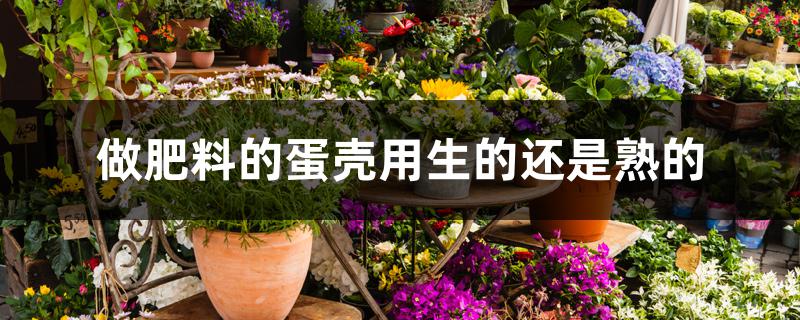 做肥料的蛋壳用生的还是熟的 做肥料的蛋壳用生的还是熟的