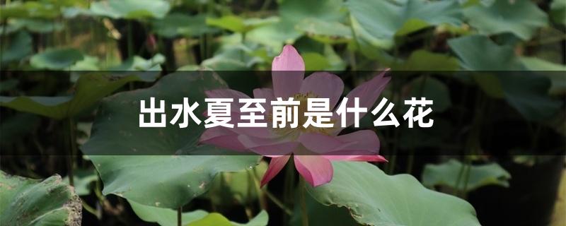 出水夏至前是什么花 出水夏至前是什么花