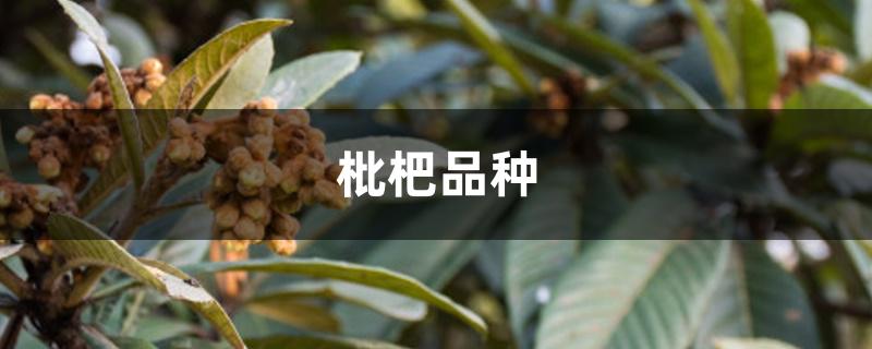 枇杷品种 枇杷品种