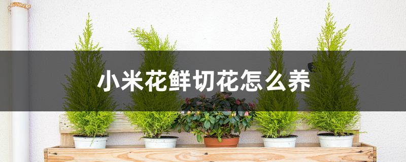 小米花鲜切花怎么养 小米花鲜切花怎么养