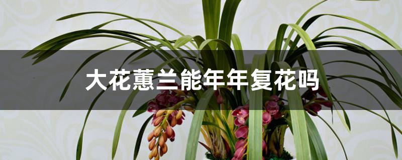 大花蕙兰能年年复花吗 大花蕙兰能年年复花吗