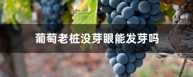 葡萄老桩没芽眼能发芽吗 葡萄老桩没芽眼能发芽吗
