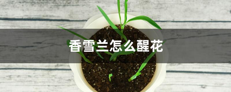 香雪兰怎么醒花 香雪兰怎么醒花