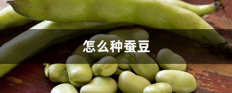 怎么种蚕豆 怎么种蚕豆