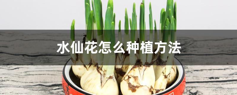 水仙花怎么种植方法 水仙花怎么种植方法
