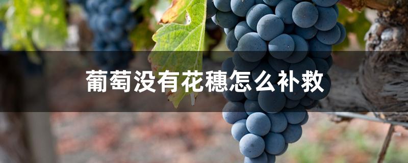 葡萄没有花穗怎么补救 葡萄没有花穗怎么补救