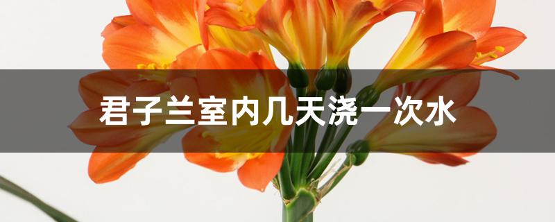 君子兰室内几天浇一次水 君子兰室内几天浇一次水