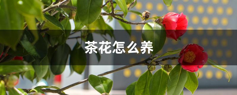 茶花怎么养 茶花怎么养