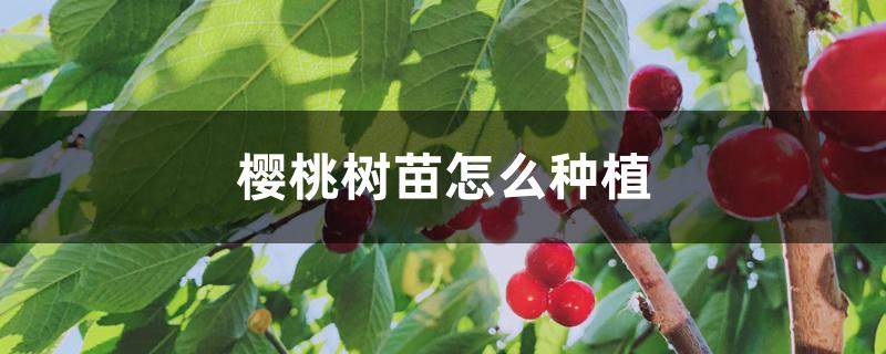 樱桃树苗怎么种植 樱桃树苗怎么种植