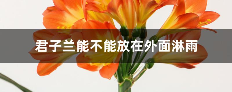 君子兰能不能放在外面淋雨 君子兰能不能放在外面淋雨