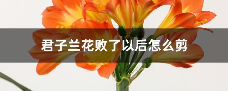 君子兰花败了以后怎么剪 君子兰花败了以后怎么剪