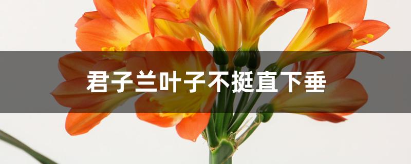 君子兰叶子不挺直下垂 君子兰叶子不挺直下垂
