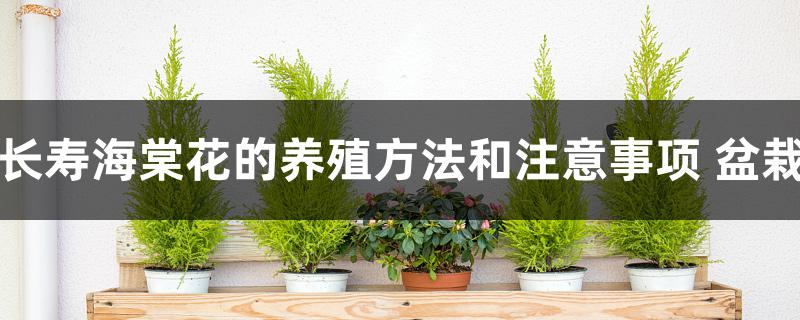 长寿海棠花的养殖方法和注意事项 长寿海棠花的养殖方法和注意事项