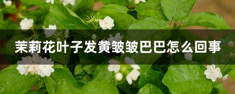 茉莉花叶子发黄皱皱巴巴怎么回事 茉莉花叶子发黄皱皱巴巴怎么回事