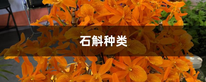 石斛种类 石斛种类